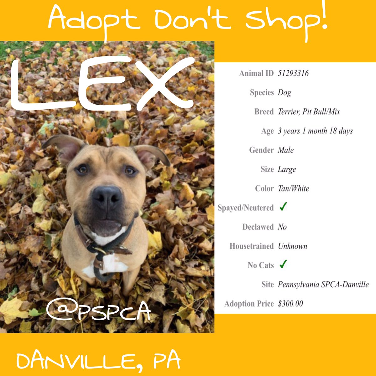 Meet LEX...<a href="/PSPCA/">Pennsylvania SPCA</a>