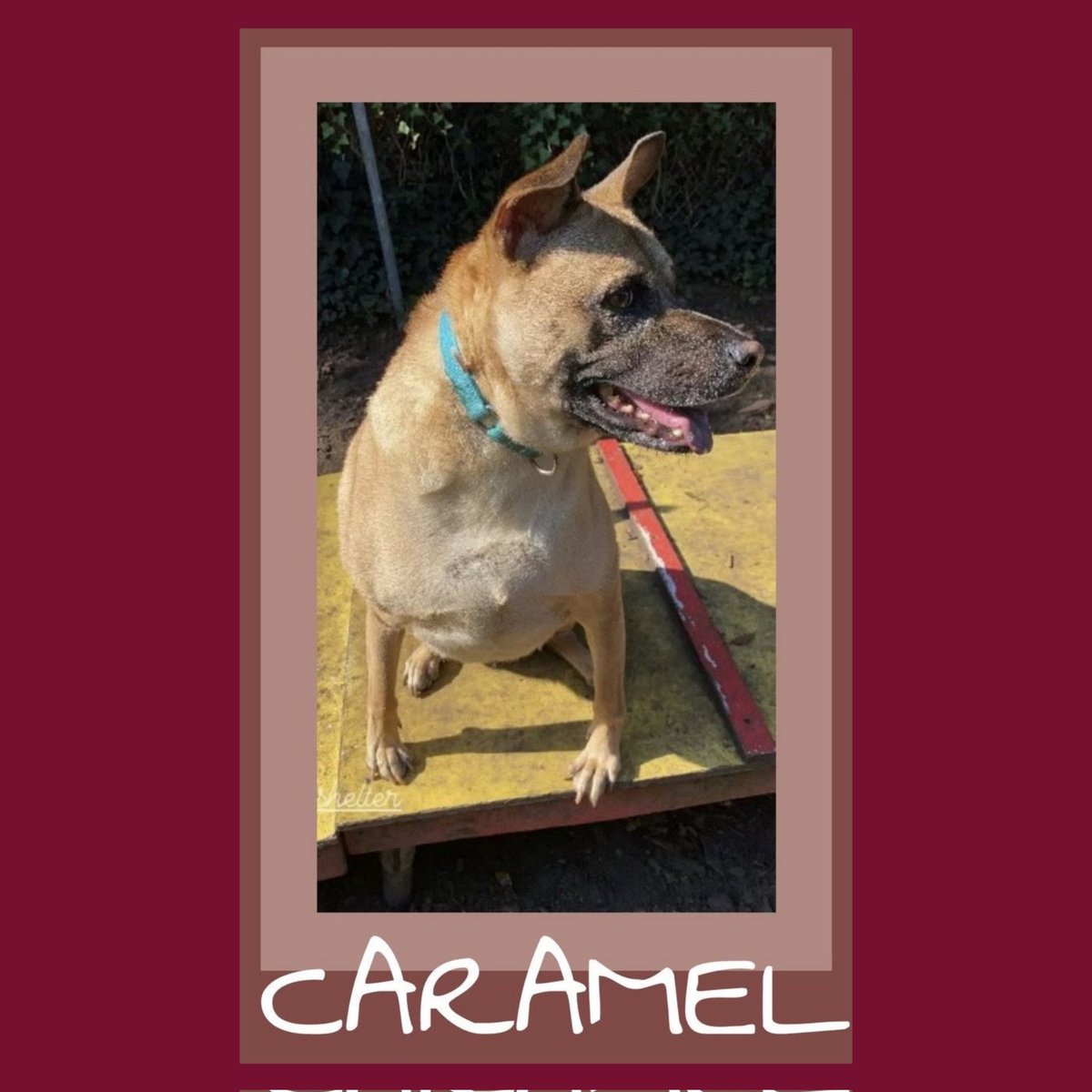 The CORRECT Response...SOPHIA, DOROTHY, BLANCHE, ROSE

BONUS: ESTELLE GETTY, BEA ARTHUR, RUE McCLANAHAN, BETTY WHITE

#AdoptDontShop 
#AbortionIsHealthcare 
#RAYSHEEOverTheRainbowBridge
#LoveIsAHome 

We will return after this brief gamebreak brought to you by CARAMEL...