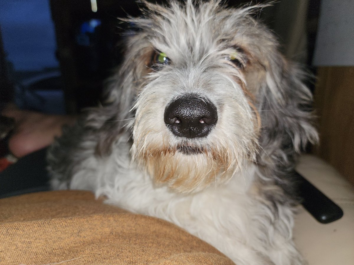 Whiskey loves his daddy