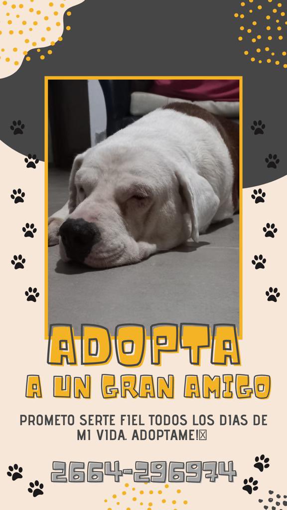 Me llamo cacho,lo encontramos hace 3 meses y lo curamos ya que tenía un tumor en el ojo y anemia, por cuestiones económicas y de espacio no podemos tenerlo y le estamos buscando una casita con gente que lo cuide y le todo el amor que se merece!🧡 es agradecido y muy cariñoso, 🥹