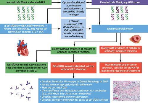 Is it the end of #EMB? Check out the State of Art paper in @JACCJournals #JACCHF  

🔥🔥 A guide for noninvasive 🫀#transplant rejection surveillance

👉 jacc.org/doi/full/10.10…

@LuiseHolzhauser @ersied727 @mir1314 @Jcontreras75 @shelleyhallmd @KiranKhush1 @NutritionHF