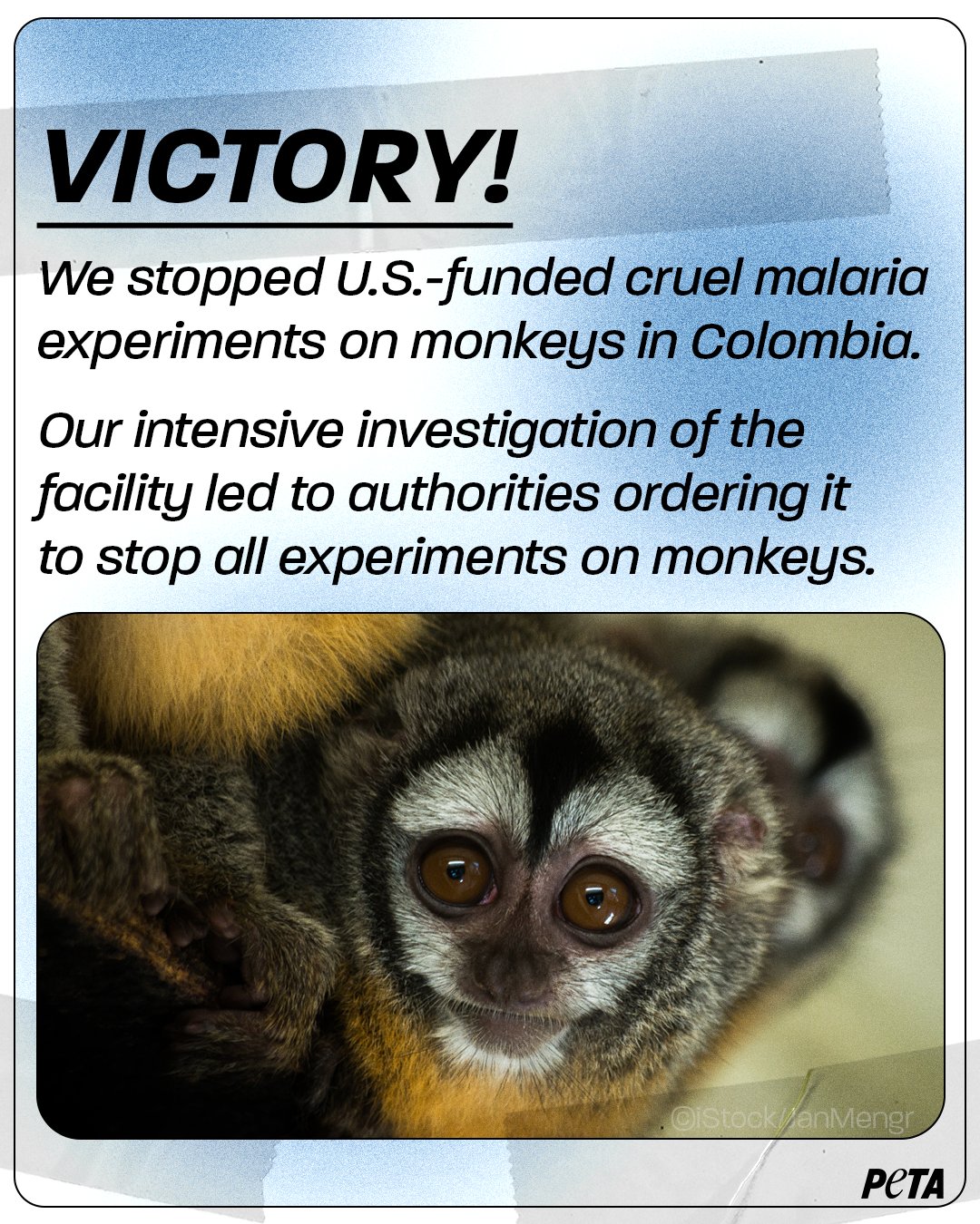Peta on twitter our investigation revealed that monkeys were