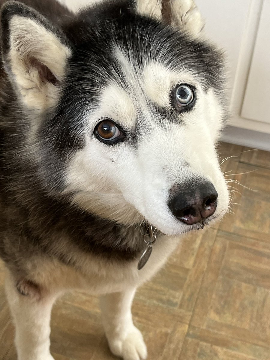StolbergBill's tweet photo. #catpoopthehusky #foofthelab https://t.co/K4ATjrQmvp