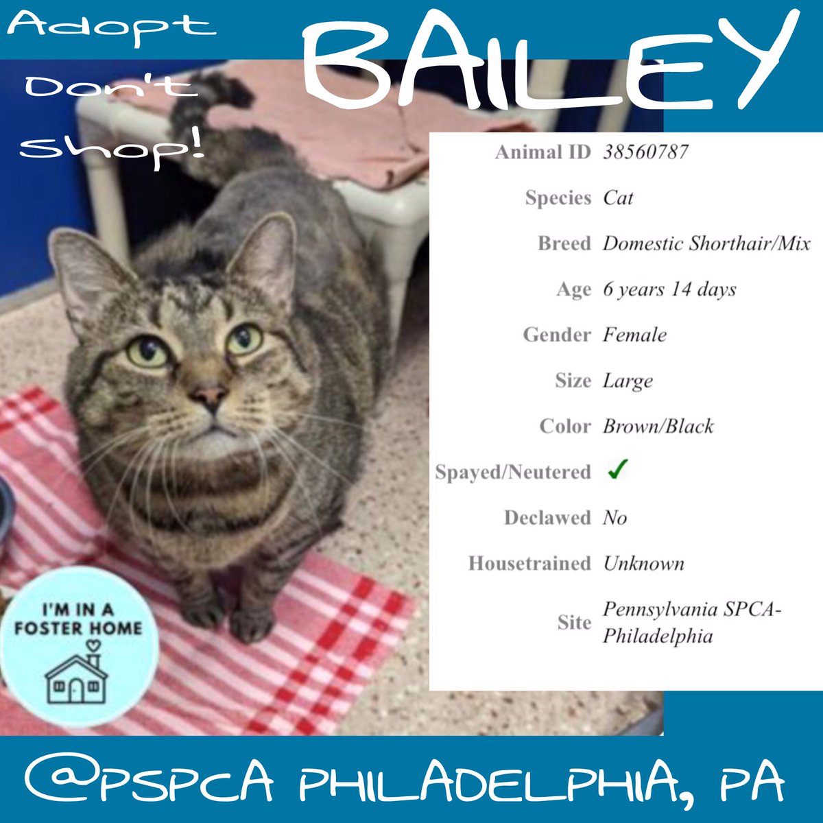 Meet BAILEY...<a href="/PSPCA/">Pennsylvania SPCA</a>
