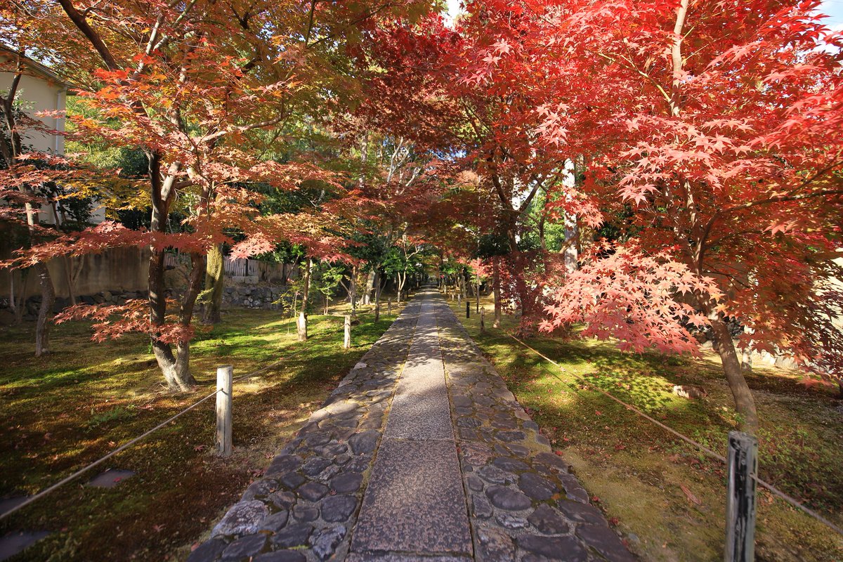 si_za_aquarius's tweet photo. 遅れてきた京都（R3、11月末）

#京都 #紅葉  #嵐山 https://t.co/KUcxBdQLmQ