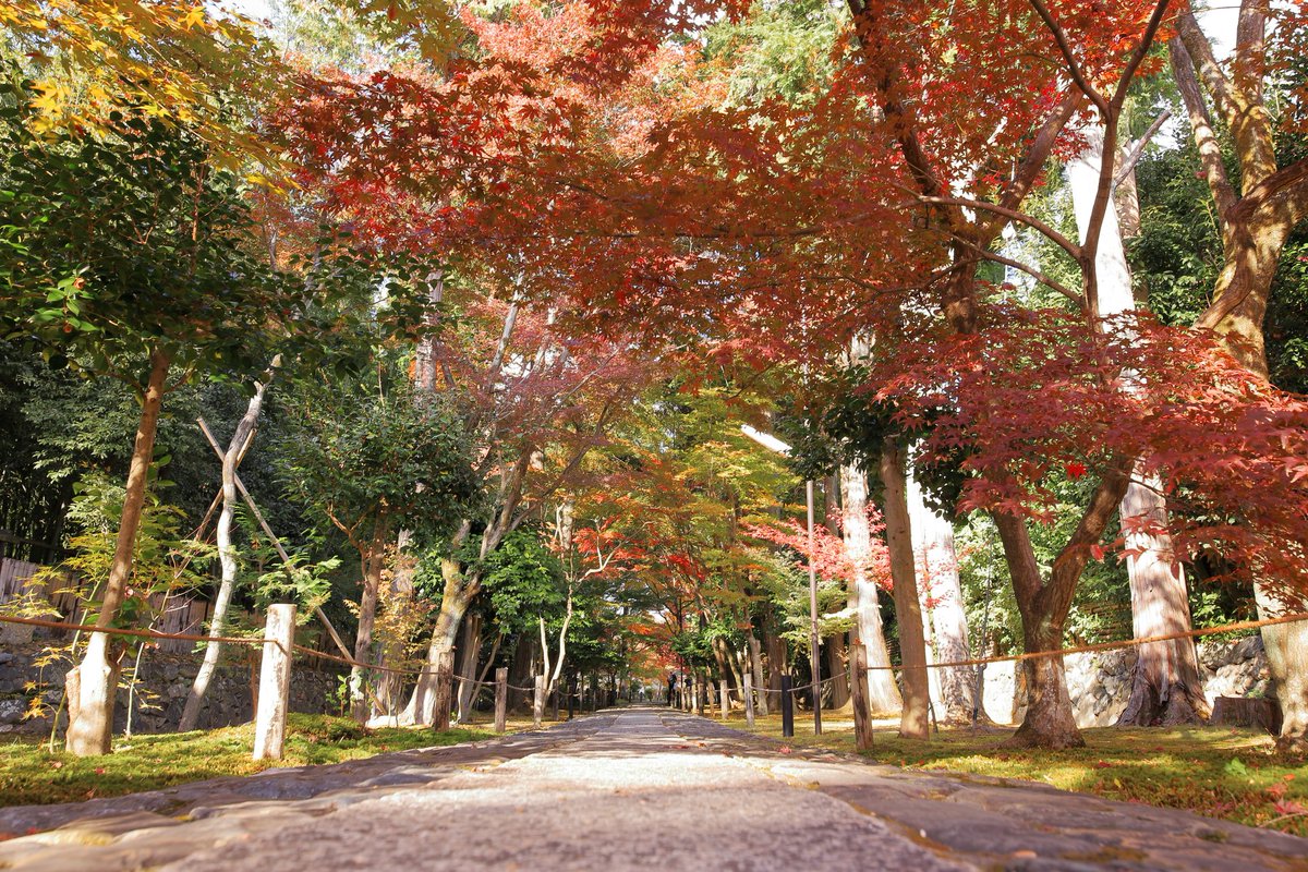 si_za_aquarius's tweet photo. 遅れてきた京都（R3、11月末）

#京都 #紅葉  #嵐山 https://t.co/KUcxBdQLmQ