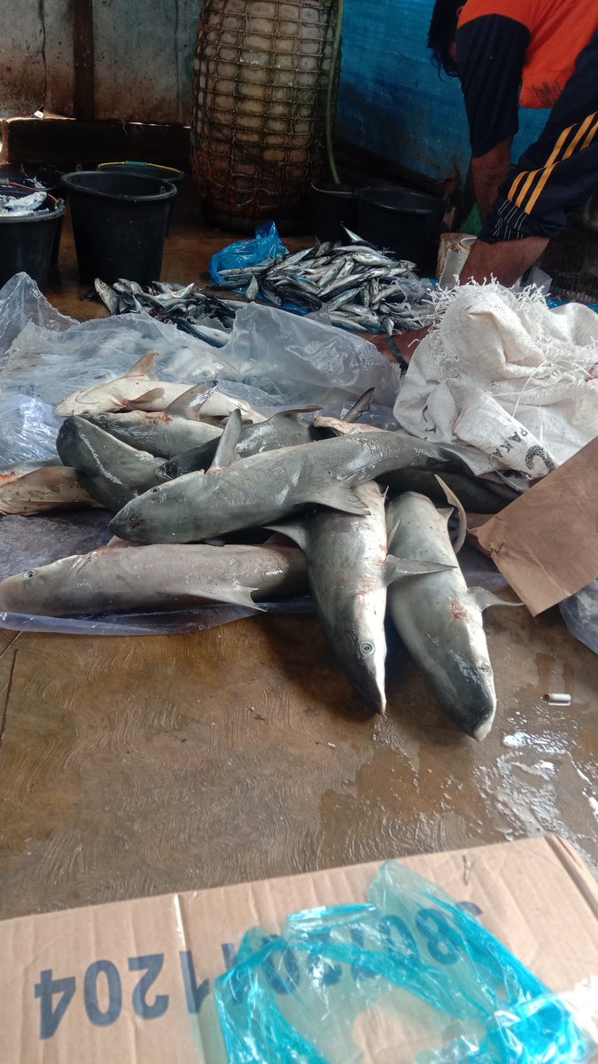 dediichtiarso's tweet photo. Senin, 30/1/2023 Anjangsana pendampingan Poklahsar Ulam Sari II survey dari Dinas Perikanan Kabupaten Brebes mengenai kenaikan nilai usaha setah mendapatkan bantuan Pemerintah tahun 2022 
#Giatluhkansatminkaltegal
#Luhlapor
#BRSDMKP
#dinkanbrebes https://t.co/j6n80s3ZSu