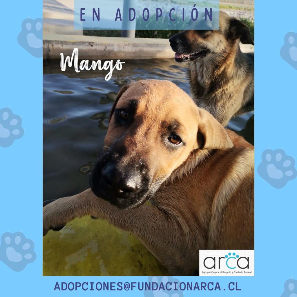 ¡#Cachorrito #EnAdopcion! 
Él es Mango, tiene sólo 3 meses y está en busca de una #familia donde lo amen toda su vida 🐶
Ayúdanos compartiendo este post para que encuentre un hogar 💞
Para #adoptar escríbenos a: adopciones@fundacionarca.cl

#AdoptaNoCompres
#AdoptarSalvaVidas