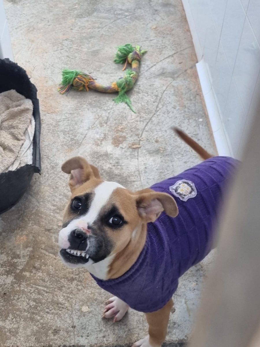 silvia mensegar tweet media