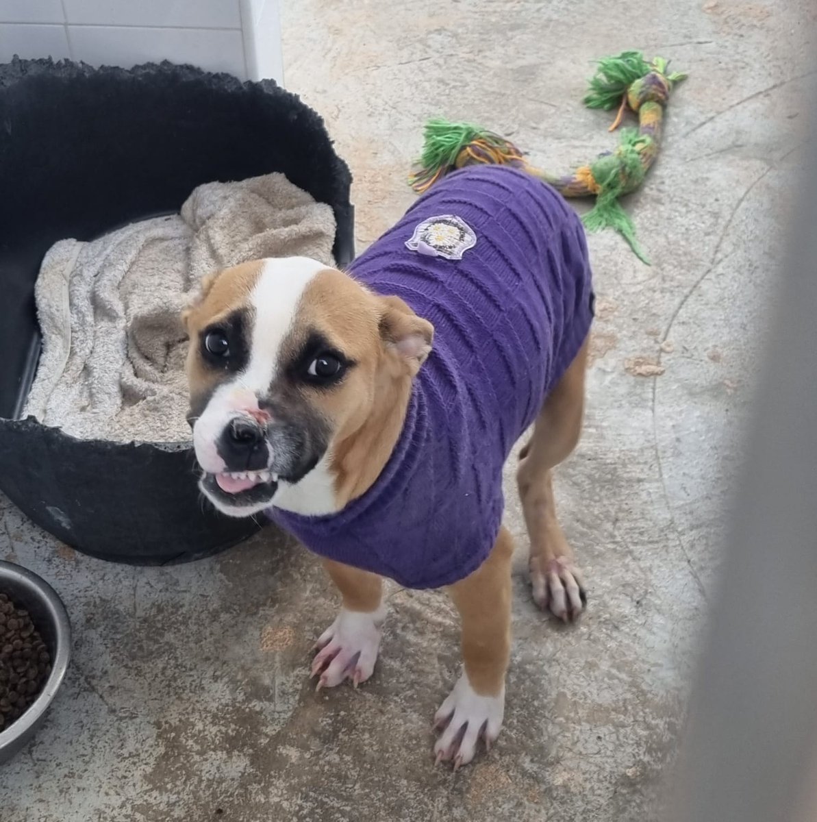 silvia mensegar tweet media