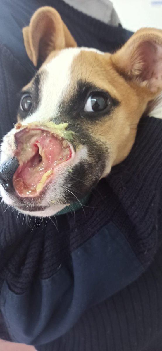 silvia mensegar tweet media