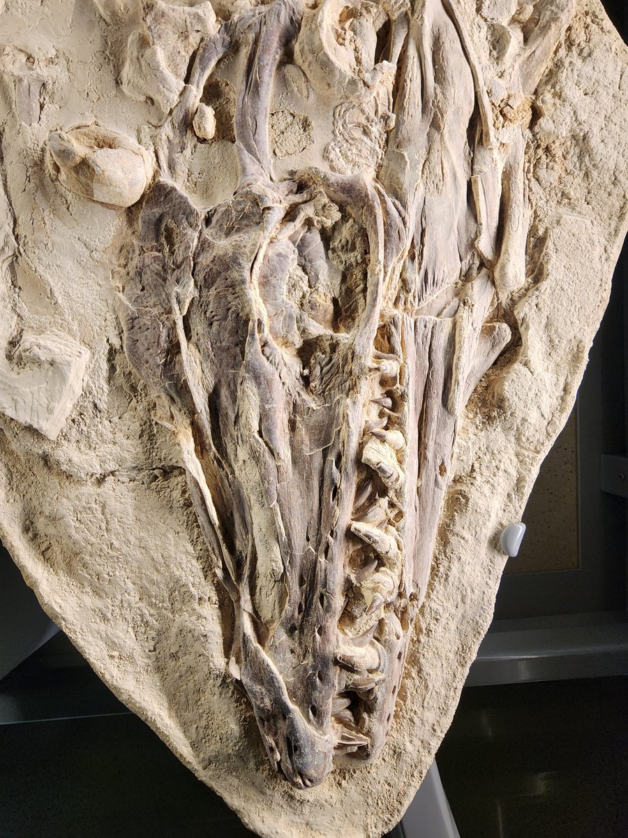 Kiersten Formoso, PhD(elulu) tweet media