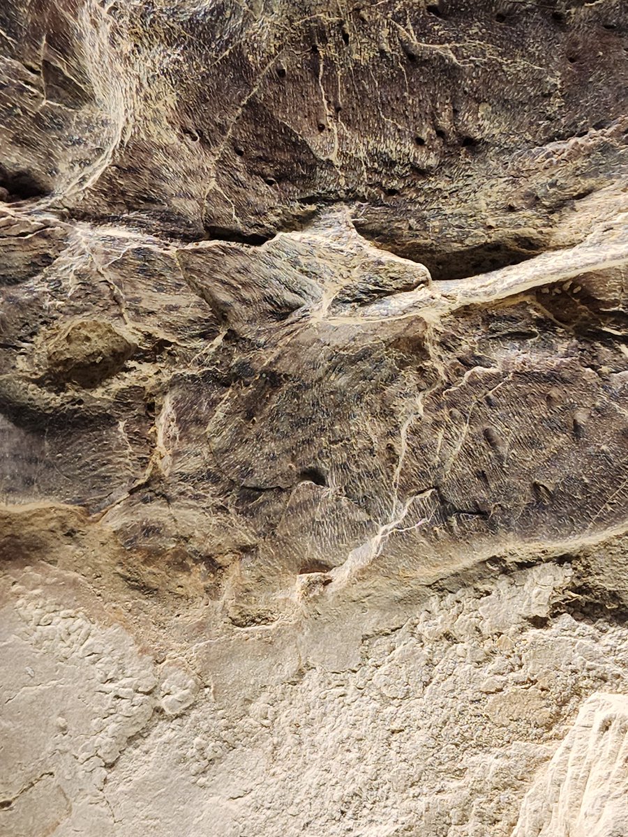 Kiersten Formoso, PhD(elulu) tweet media