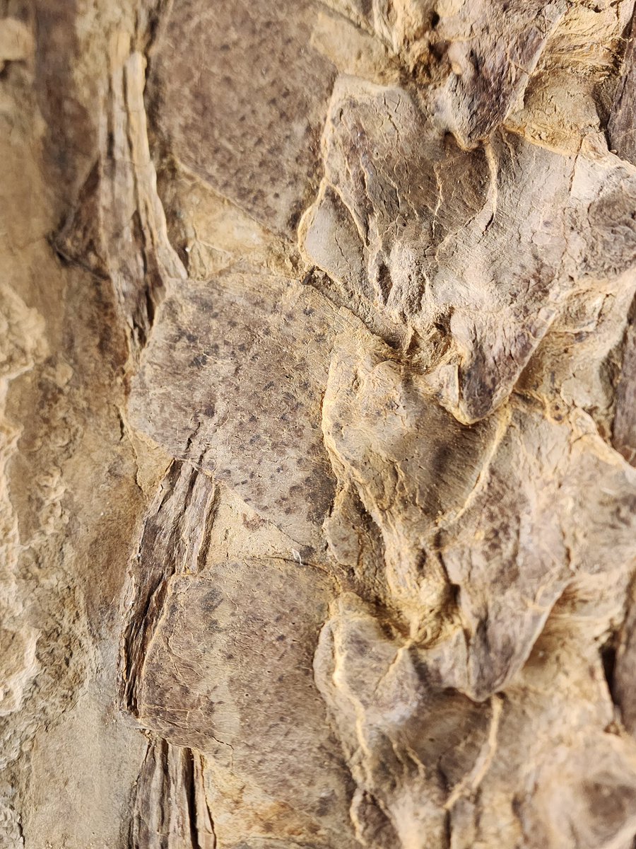 Kiersten Formoso, PhD(elulu) tweet media