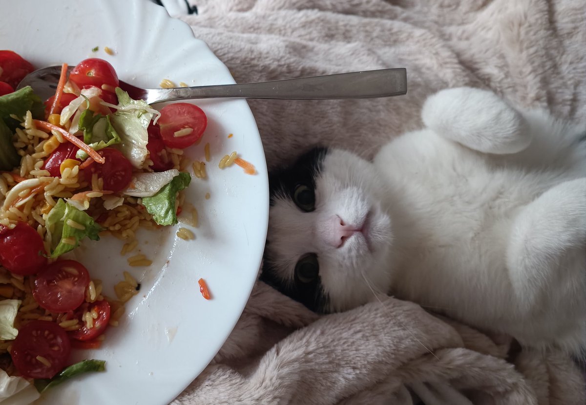 AkikoYuOfficial's tweet photo. Ich bin nur zufällig hier... 😚
#takumi #essen #gierig #salat #reis #likemeat #vegan #mülleimer #kater #betteln #süß #großeaugen #perfect #teller #snacks #mahlzeit https://t.co/w65Q8cT1tm