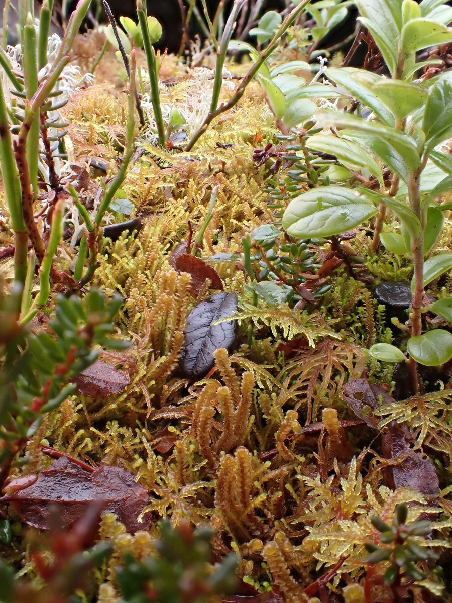 PinkfootedGus's tweet photo. Not a very successful #MountainBirchProject trip today. No birch over 520m & these rowans were only at 572m, which is high for Scotland but not high enough for true mountain birch woodland really. Nice to see some oceanic liverworts clinging on though. https://t.co/xscntGA3V6