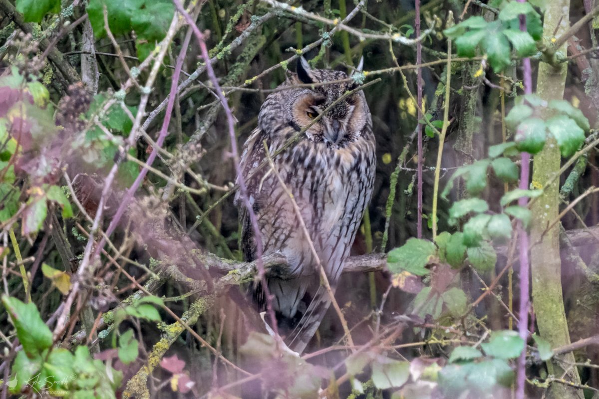 jkyles32's tweet photo. At last found an opportunity to visit Eldernell @Natures_Voice #NeneWashes to see the most popular owls in the country. Two long-eared owls visible yesterday but only one that could be photographed. My best ever views although not uninterrupted @wildlifebcn @birdguides #owls. https://t.co/1TDCVSdU4f