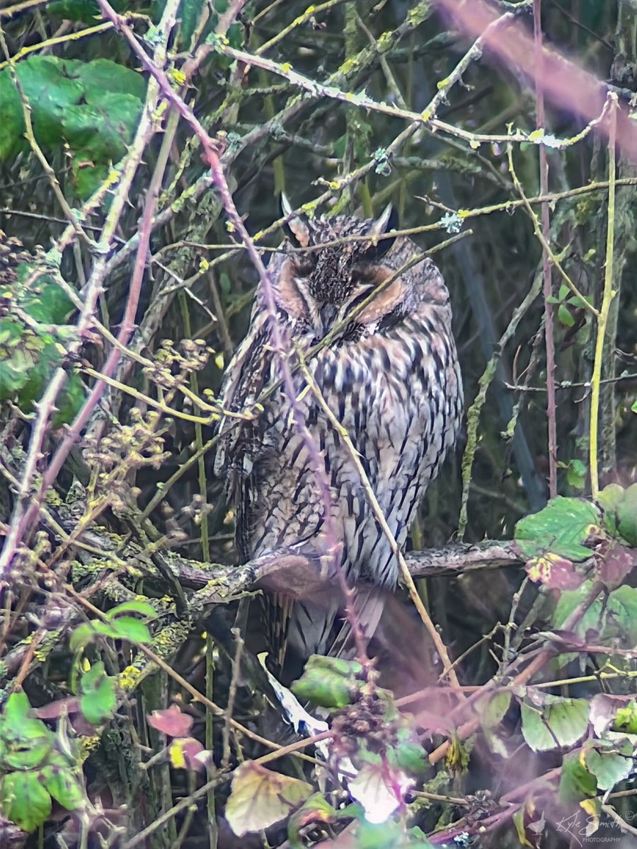 jkyles32's tweet photo. At last found an opportunity to visit Eldernell @Natures_Voice #NeneWashes to see the most popular owls in the country. Two long-eared owls visible yesterday but only one that could be photographed. My best ever views although not uninterrupted @wildlifebcn @birdguides #owls. https://t.co/1TDCVSdU4f