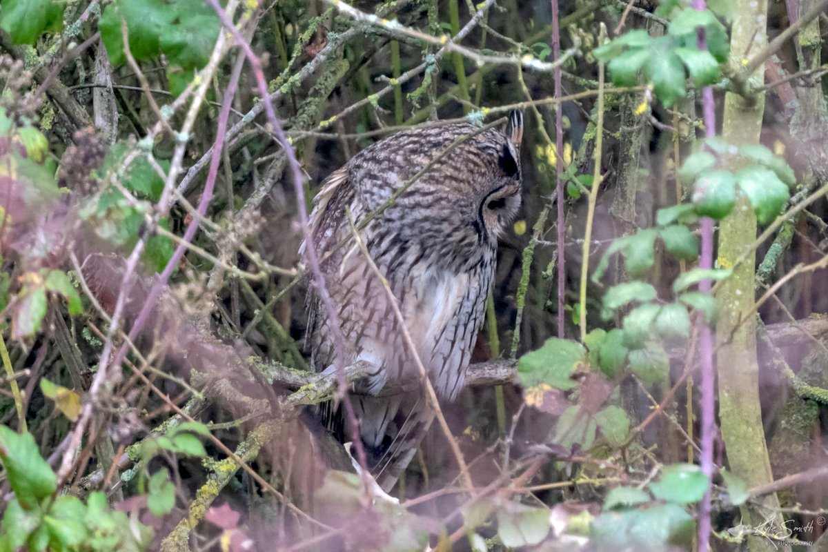 jkyles32's tweet photo. At last found an opportunity to visit Eldernell @Natures_Voice #NeneWashes to see the most popular owls in the country. Two long-eared owls visible yesterday but only one that could be photographed. My best ever views although not uninterrupted @wildlifebcn @birdguides #owls. https://t.co/1TDCVSdU4f