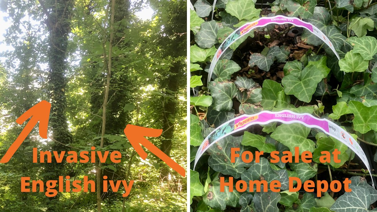 Read this comment, and sign the petition. I care about our #environment and want to help reverse some damage caused by humans chng.it/nBxDG2M2 via <a href="/Change/">Change.org</a> #JustSayNo <a href="/HomeDepot/">The Home Depot</a> #invasiveplants #ecology #biodiversity