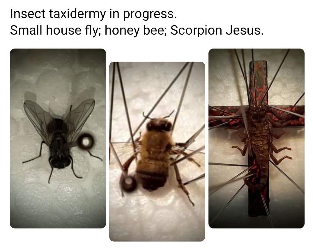 Working on new stuff for my Etsy shop!
#entomology #entomologyart #taxidermy #taxidermyart #etsy #vultureculture #deadthings #HorrorCommunity #gothgirl