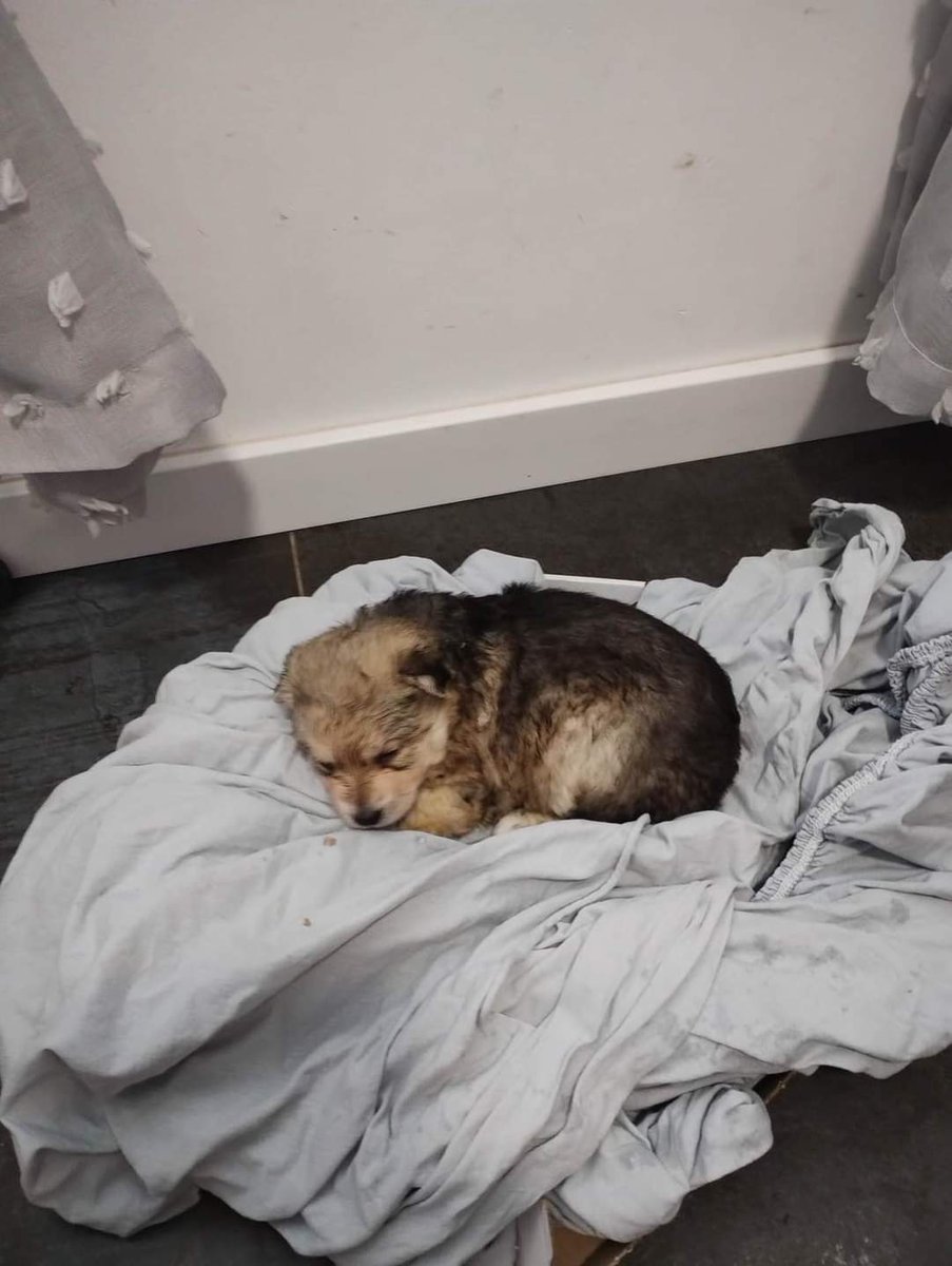 damian_zurawski's tweet image. Proszę o RT🙏

Właścicielu samochodu czarnej Mazdy początek rejestracji SO porzuciłeś dziś pieska na ulicy Jagodowej w Buczkowicach.
Sprawa zostanie zgłoszona na policję po ustaleniu dokładnego nr rej. przez kamery.
Psiakowi znajdziemy nowy  dom, a ty poniesiesz konsekwencje!