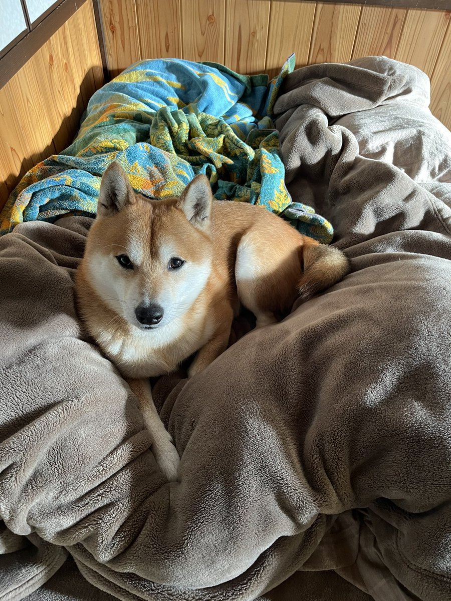 #柴犬 #犬 #愛犬 #dogs

おはよう😊 https://t.co/XQmIUO9xpq
