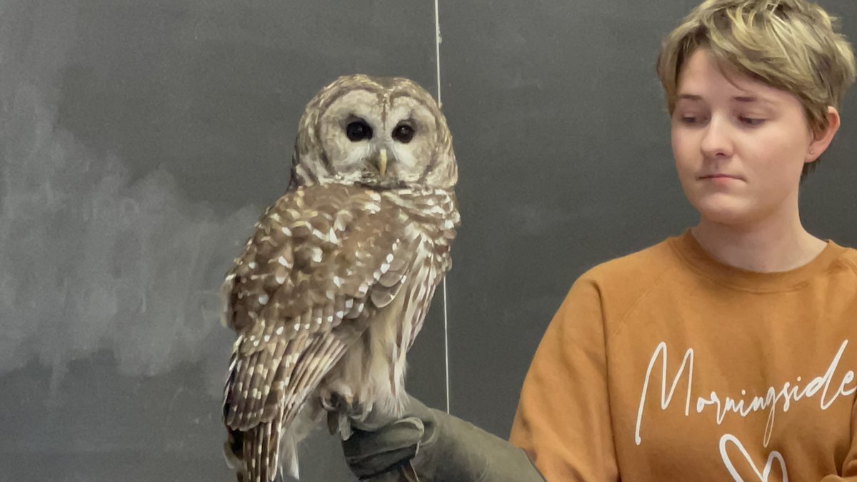 MsideHumanities's tweet photo. Kaelin Armstrong, senior biology major and English minor, demonstrated how to properly handle a rescued owl in Dr. David Elder's advanced public speaking class.

This is just one of the ways we see interdisciplinary studies here at @MorningsideEdu! #MsideProud #MsideHumanities https://t.co/AN6SrylgCO