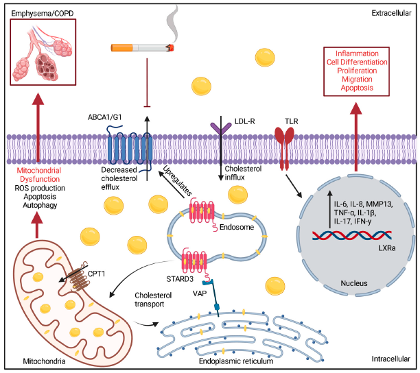 Excited to have our review article out in <a href="/MDPIOpenAccess/">MDPI</a> looking at the current literature on the relationship of cholesterol responses to mitochondrial dysfunction and lung inflammation in COPD.

Check it out: doi.org/10.3390/medici…