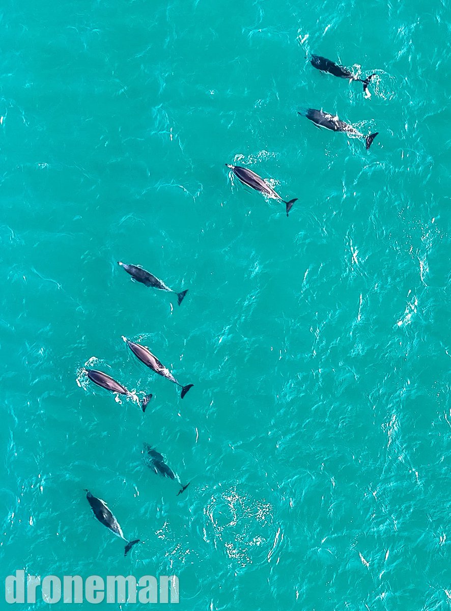 DronemanKernow's tweet photo. Plenty of dolphins ๐ฌ about more pics available St. Ives Bay #Dolphins #Cornwall #cornwalllive #bbcspotlight https://t.co/ocCnFsdglr