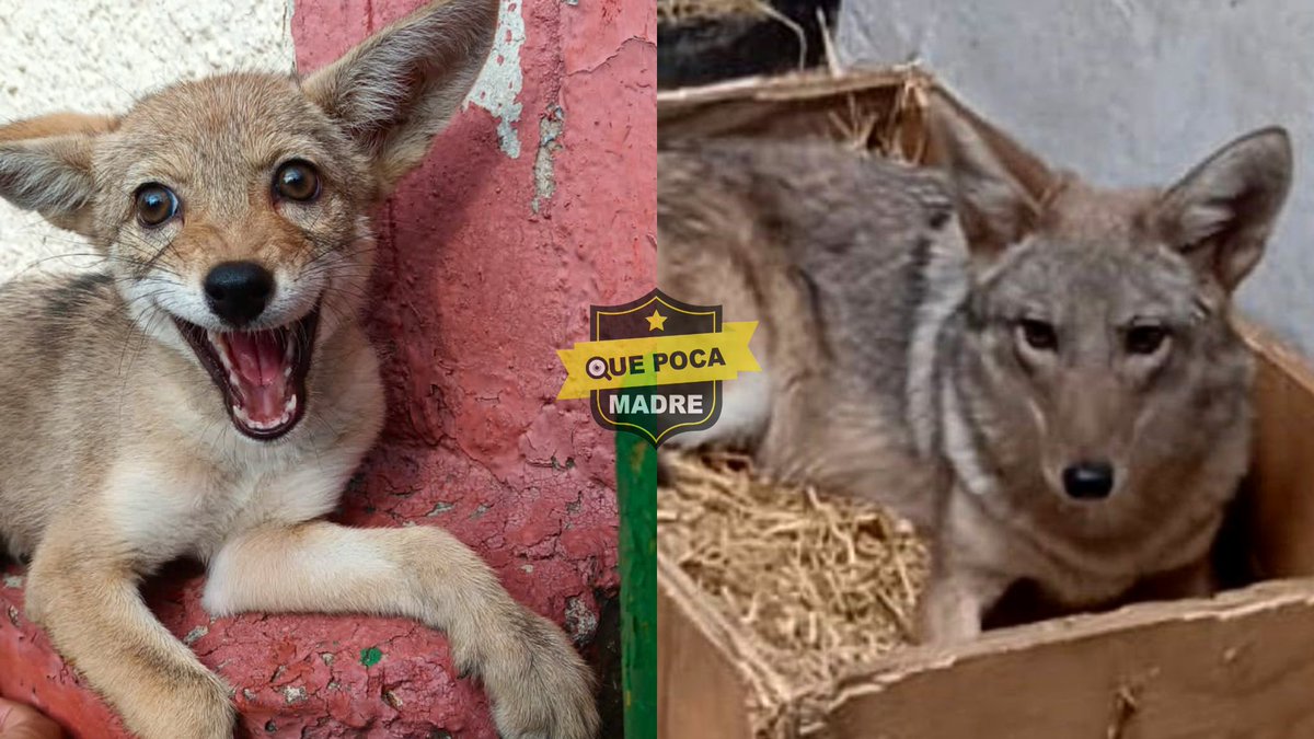 QuePocaMadreMex's tweet image. 🦊🥰 ¡QUE BELLEZA!

¿Recuerdan a la coyotita rescatada por Brigada de Vigilancia Animal en la Alcaldía #Azcapotzalco en julio pasado?.

Aquí les compartimos una foto de aquel entonces y de como se encuentra el día de hoy en su nuevo hogar, el #ZoológicoDeChapultepec, #CDMX.