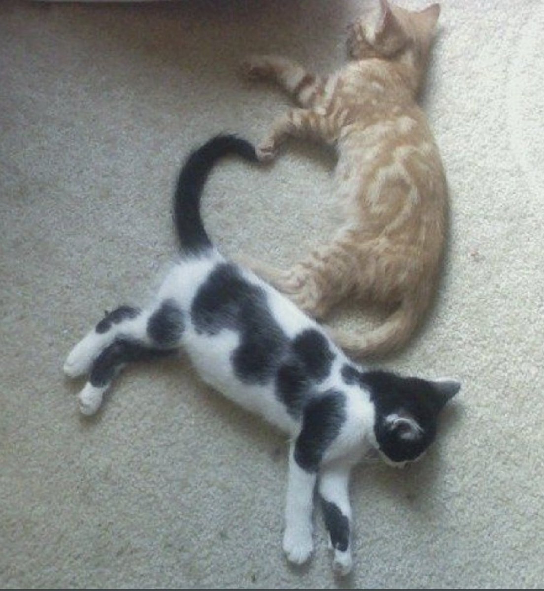 bib 🐥☕️ now on VGen! (@kapebeansies) on Twitter photo 