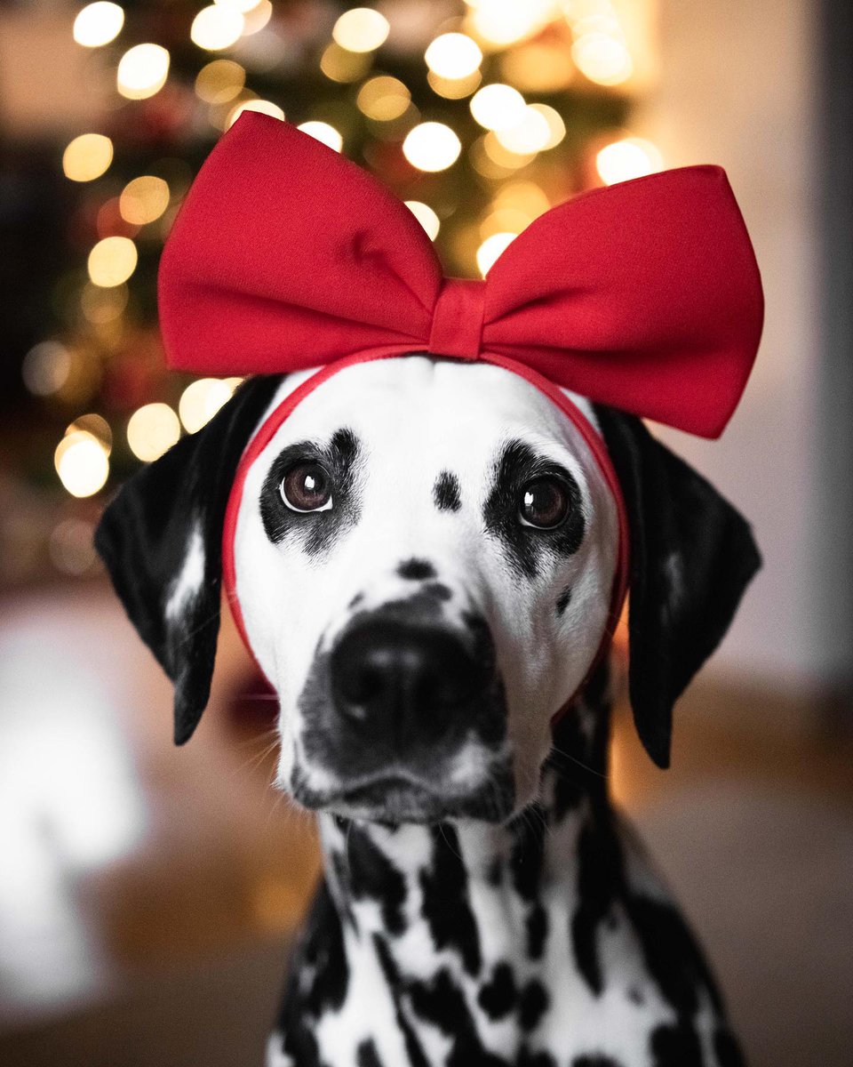 CuteDogsCity's tweet photo. Yes, I am aware that Christmas is long over – but this photo is just way too cute not to share!✨🤭🤍

#dalmatian #dogs #dogsoftwitter #Dog #dalmatianlove #dalmatianworld https://t.co/aSqdOn8k4K