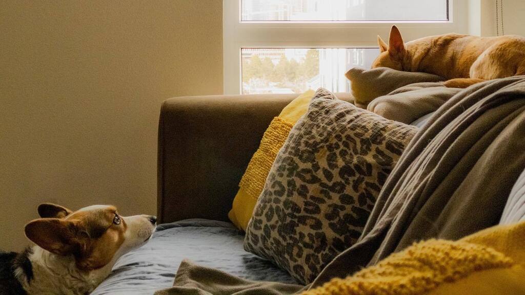 CorgMarshall's tweet image. Disapproval.
@queenpollyjean instagr.am/p/CoDXISepaxi/