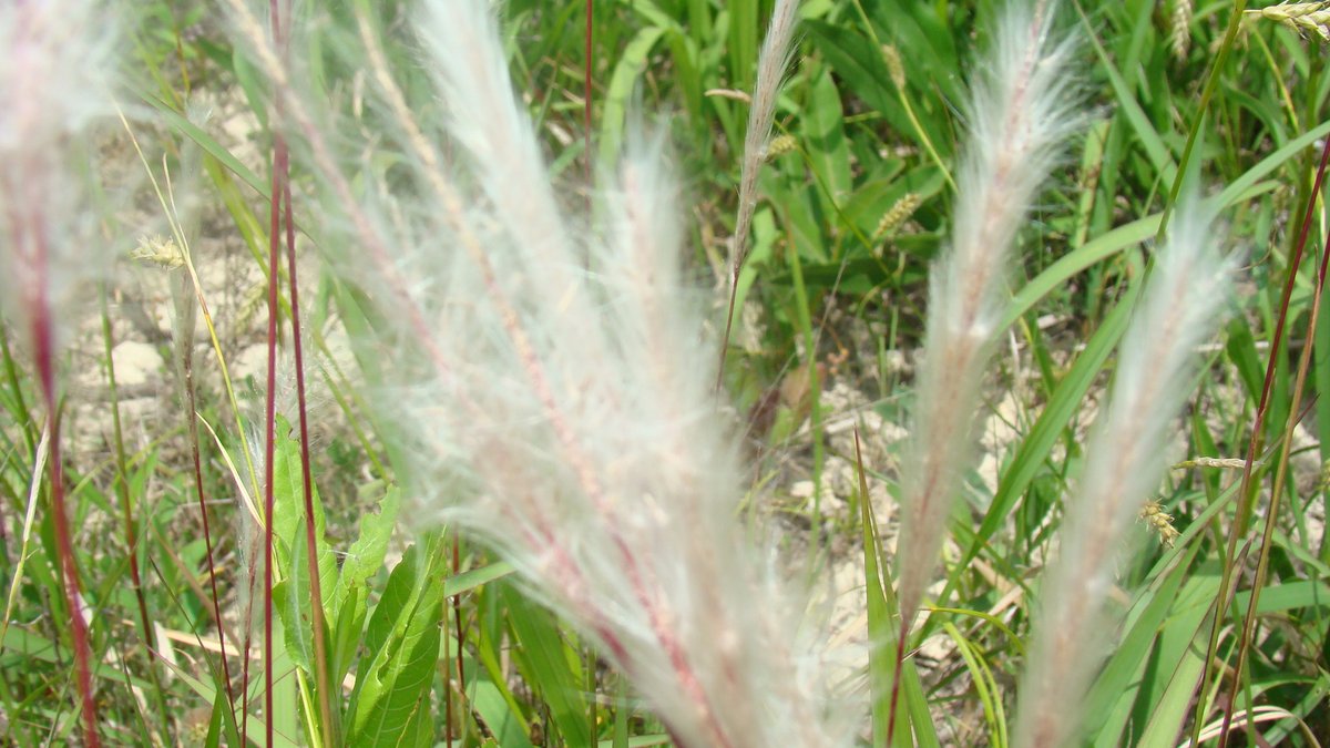 Financial relief will be available soon to assist Alabama landowners adversely affected by cogongrass. Program application period: 2/15 - 3/30/23
Visit forestry.alabama.gov/Pages/Manageme…. You may also email cogongrass@forestry.alabama.gov or contact your local AFC office.