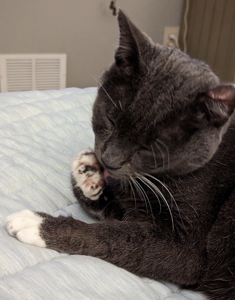 BootieDaCutie's tweet photo. Dot'n mind me I iz just cleanign mine peets 😻🐾👅🧼

#CatsOfTwitter #cutecats #cuteanimals #tuxedocats #FIVCatsClub #Mondayvibes #kittyloafmonday https://t.co/6zMZ259paR