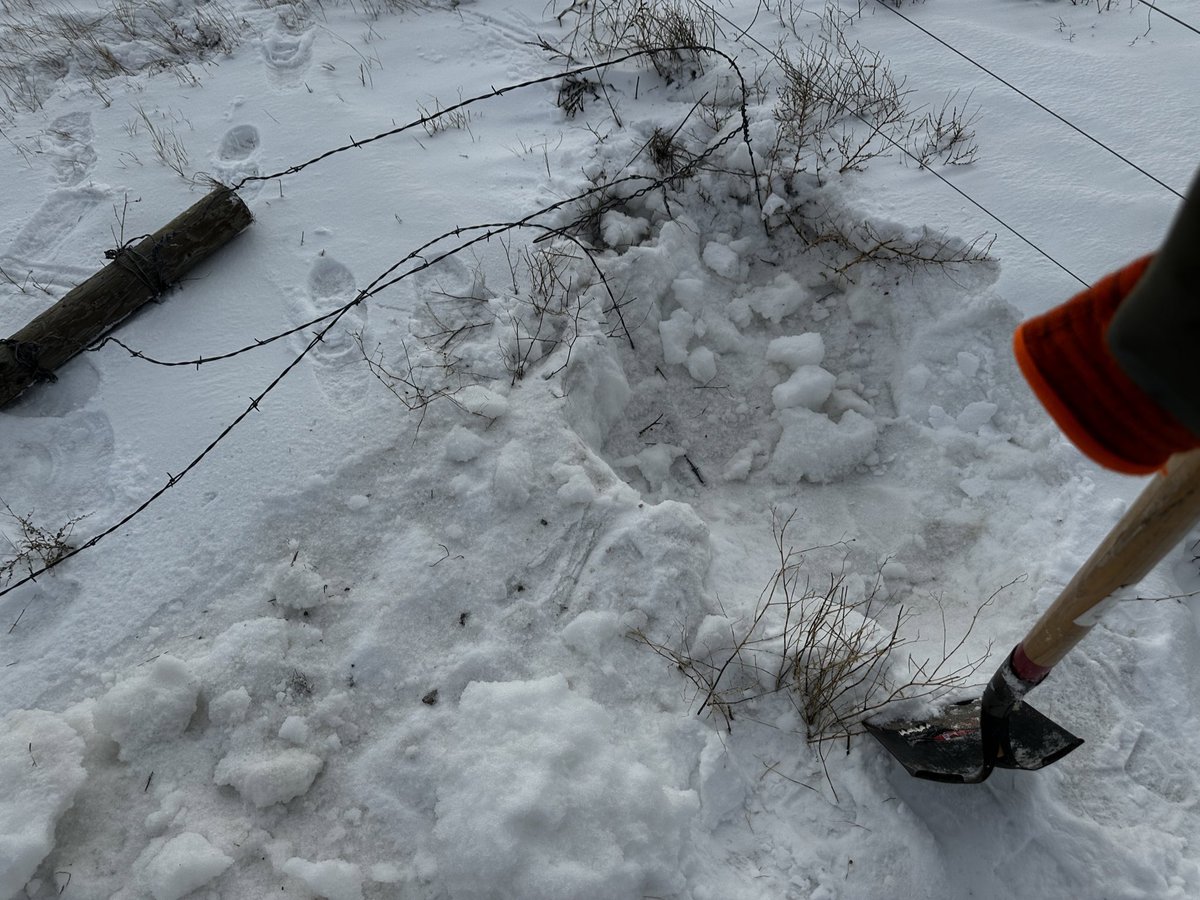 KWInsuranceMT's tweet image. This gate may have been easier to close in October 😂 I’m embarrassed to admit how often I have spaced closing some of these before winter hits.  It is a lot better cardio workout this way anyways 😂 #regenerativeagriculture #fail