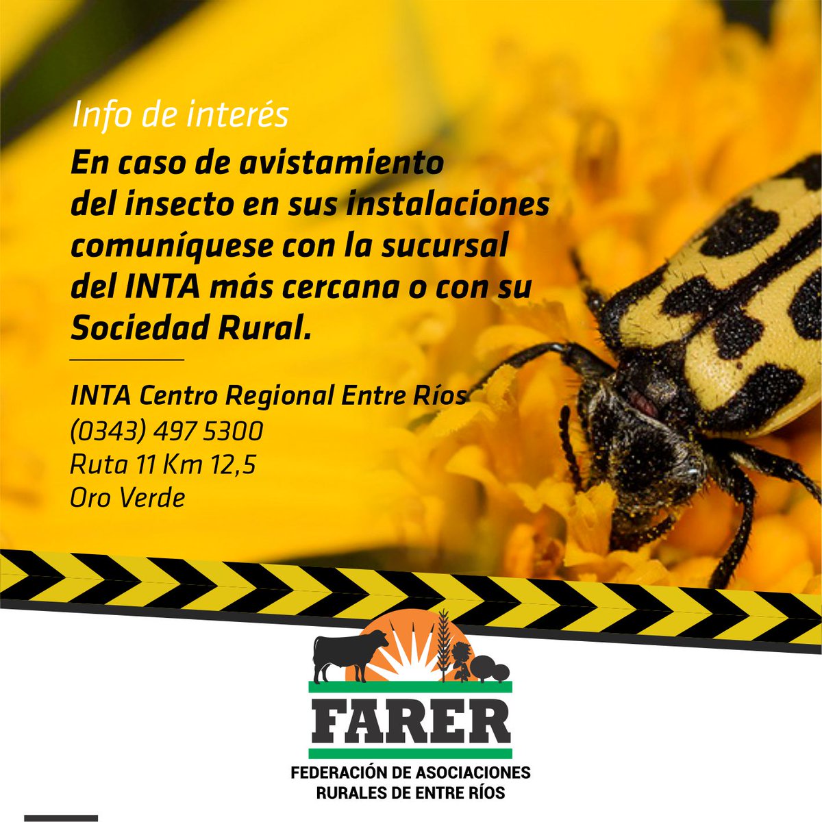 Rurales_FARER's tweet photo. Sigue hilo: 
ℹ️  Información de interés para productores
Compartimos este tuit informativo ante la sospecha de presencia del escarabajo “7 de Oro” en establecimientos entrerrianos.

🐞 En caso de avistamiento comuníquese con el INTA más cercano o con su Rural. 
@intaargentina https://t.co/ZME5KBD8o8
