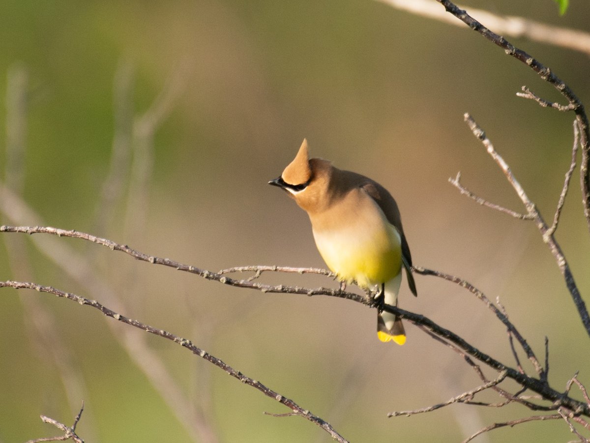 lwoodruff's tweet photo. @CarlBovisNature Sending you a painted-pointyhead (aka cedar waxwing) from a lovely spring day in Massachusetts last year. https://t.co/a4SGZGxjaI
