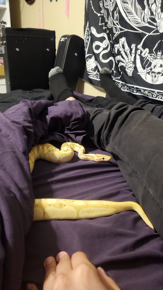 HarleyStrange3's tweet photo. My sweet baby angel chicken noodle 🥰🥰🥰🥰 #pythonmom #bananapython https://t.co/ZckUZRxtsj