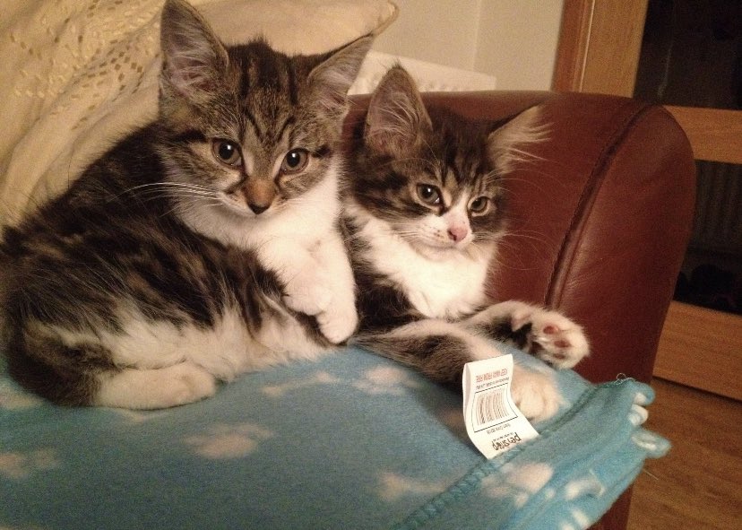 Yasmar68's tweet photo. @SusanCalman They are adorable. The spitting image almost of our rescues. They’re turning 9 this year 😊 https://t.co/gBkndLlb1U