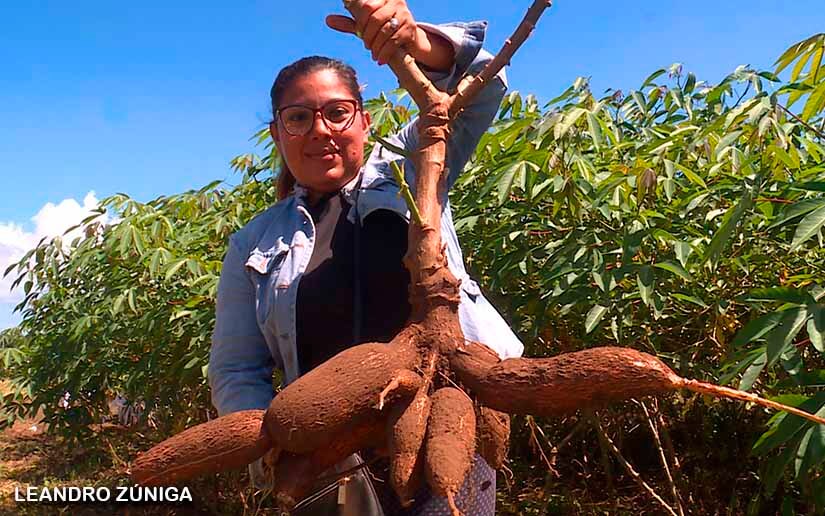 La producción de yuca del año 2022 fue de 6.1 millones de quintales, reflejando un crecimiento del 3.2%, en comparación al ciclo anterior. Según el informe fue cultivada por 30 mil productores en 27 mil manzanas.