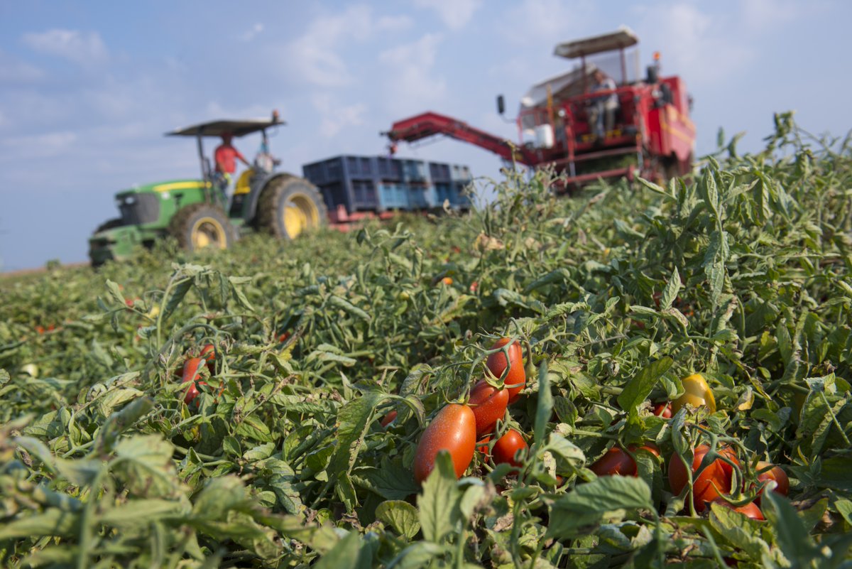 NyallLewis's tweet photo. Ever wonder where your canned tomatoes come from? 🥫
@coopuk have launched a QR code on Own Brand Italian Chopped and Plum Tomatoes to provide customers with greater transparency of the canned tomatoes supply chain 🚜  View the farm to fork journey here: https://t.co/HFNyvQi6xj https://t.co/cnBwnNRiBv