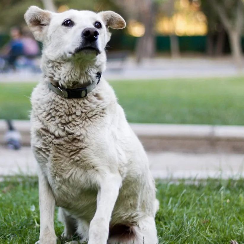 #Adopta

Peter Palomo es nuestro abuelito blanquito, lindo, hermoso, precioso. Esterilizado, vacunado, es tímido al principio pero se da con paciencia.

¿Te gustaría dar una jubilación digna este perrito?

Solicita formulario de adopción a abandonadosparque@gmail.com

📍#Santiago