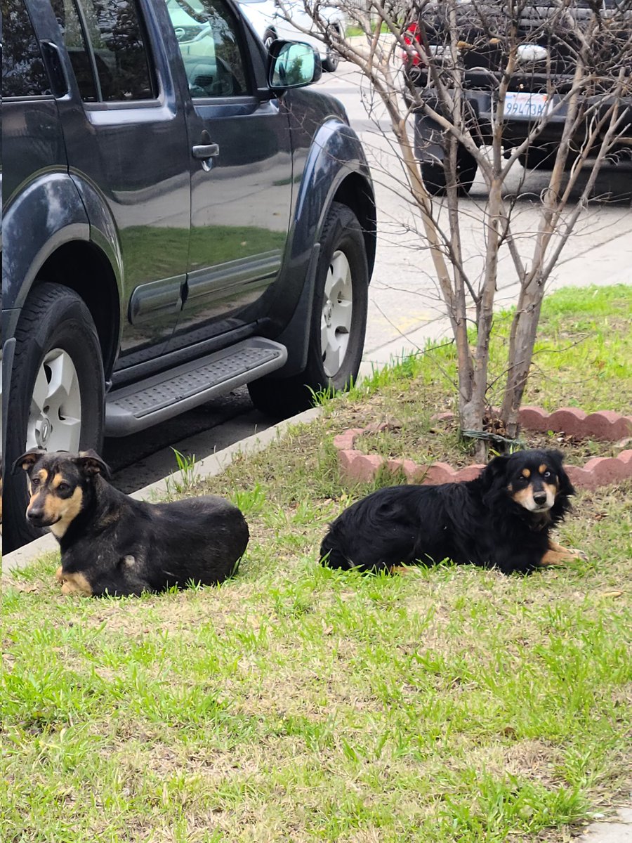 alondrgon's tweet photo. ‼️‼️HELP PLEASE‼️‼️ These guys have been roaming the neighborhood in Baldwin park down the street from Barnes Park on Patritti! The smaller brown dog on the right has one brown eye and one blue eye btw!! Help me get these doggos home 🏡💔 https://t.co/8GwLyJHlNH