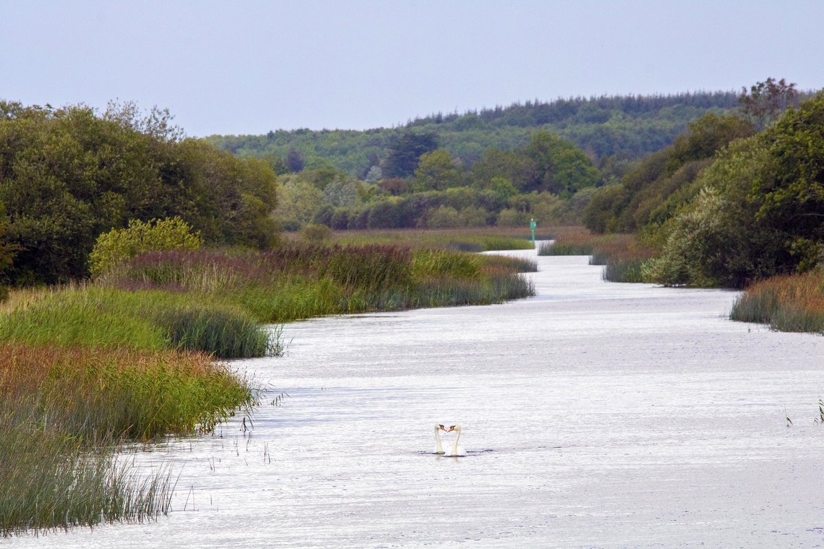 💫 Spectacular countryside and its wildlife as you discover more of Ireland's Hidden Heartlands. Book now and enjoy 5% off when you book before 28 February 2023. 💫

Find out more by visiting>>silverlinecruisers.com.
#rivershannon #headintotheblue #earlybird