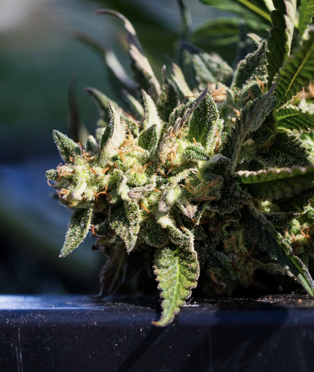 Transport yourself to the farm with a dab of some Moxie 🌱 

Our premium outdoor flower is fresh frozen at harvest, preserving terpenes and flavor profiles in our concentrates