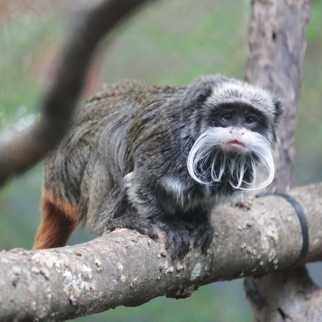 On Monday morning (January 30), Dallas Zoo alerted the Dallas Police Department after the animal care team discovered two of our emperor tamarin monkeys were missing. It was clear the habitat had been intentionally compromised.