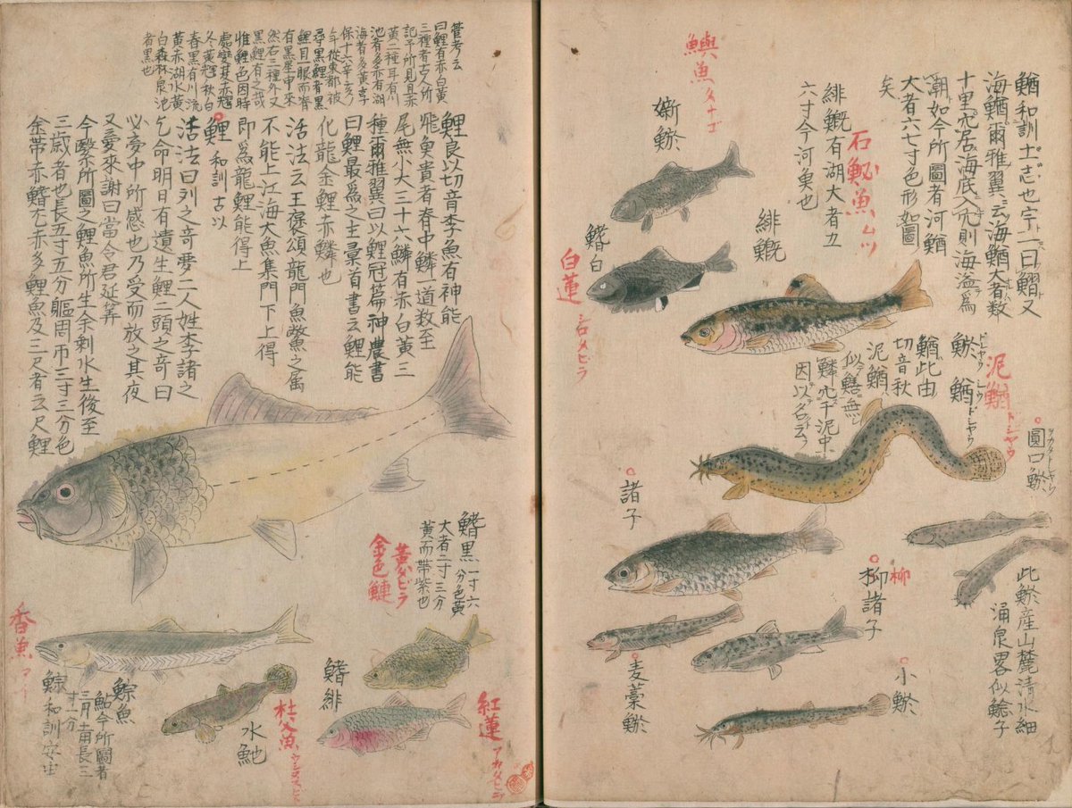 NDLJP_en's tweet photo. Enjoy beautiful illustrations of over 460 kinds of fauna and flora in this 3-volume illustrated reference book from the mid-18th century. https://t.co/wo39bG6537 #ndldigital https://t.co/h4gZMVTzz5