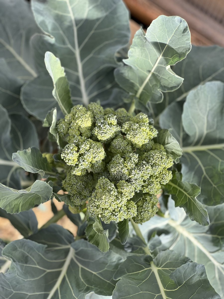 roostnroot's tweet image. Broccoli in January? Yep! #greenhousegardening #selfsufficiency #roostandroot